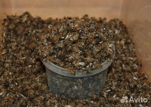 Пчелиный подмор