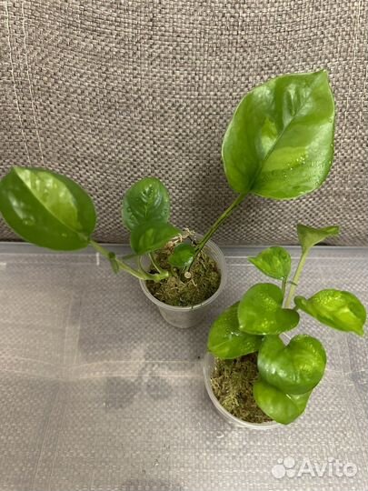 Сциндапсус Глобал Грин/Эпипремнум Эн джой голд