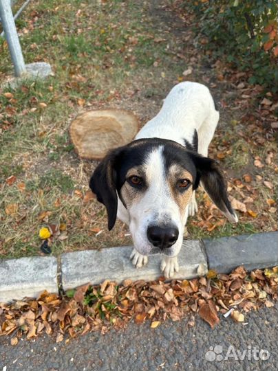 Найдена собака