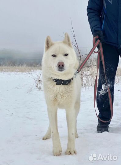 Собака в добрые руки. хаски