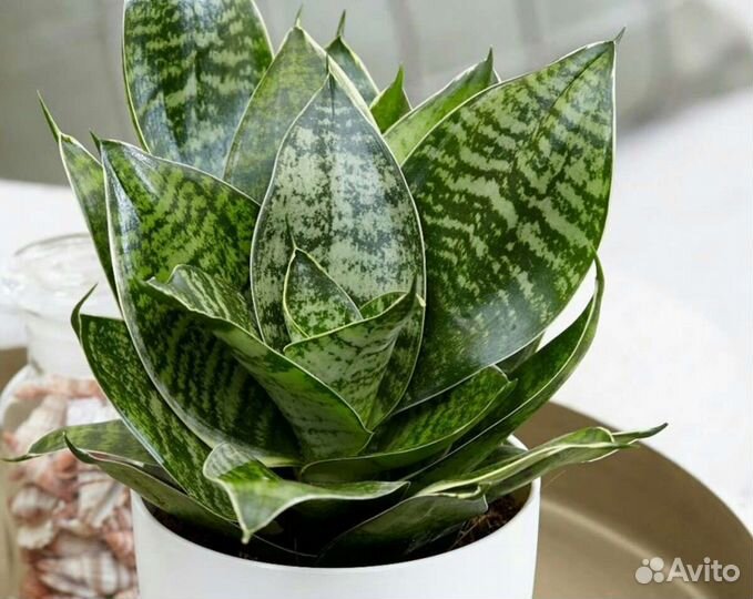 Сансевиерия (отростки)