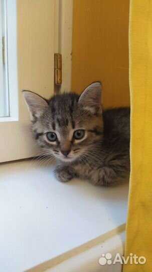 Котята в добрые руки бесплатно