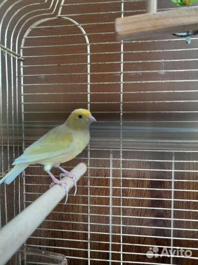 Кенор 2 года, с клеткой