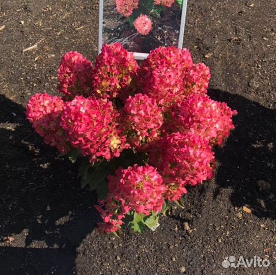 Гортензия метельчатая Литтл Рози