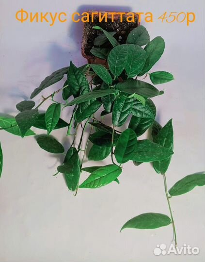 Комнатные растения Фикусы разные