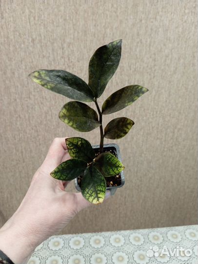 Замиокулькас вариегатный Эмеральд Голд