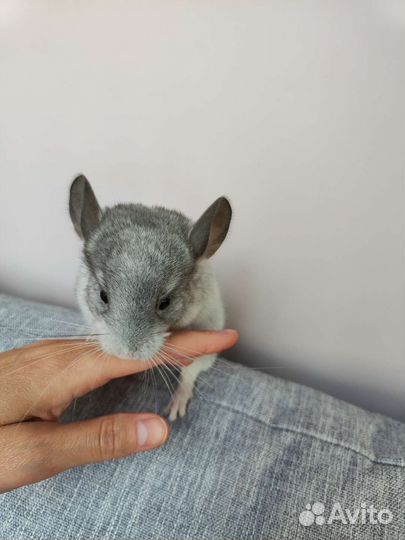 Шиншиллы малыши, 2 девочки, 1 мальчик