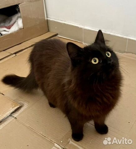 Шикарная черная кошечка ищет дом