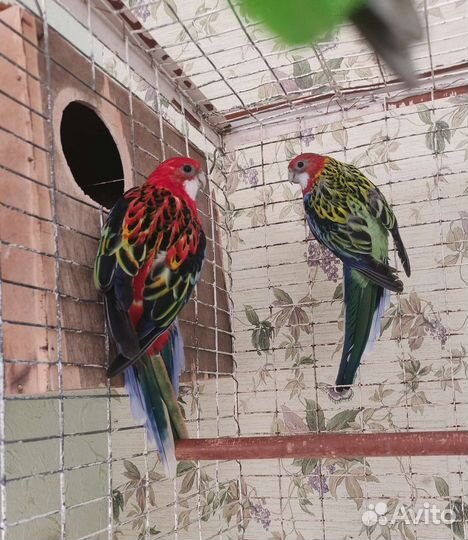 Продаю розелл