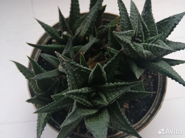 Суккуленты