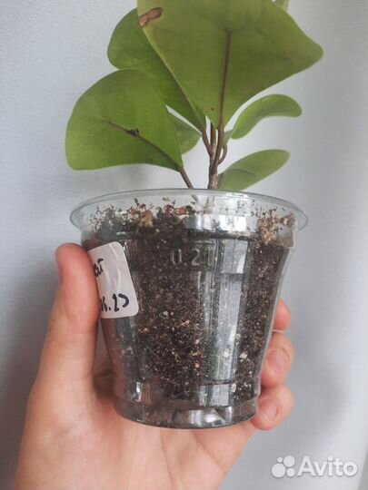 Фикус триангулярис коконат крем