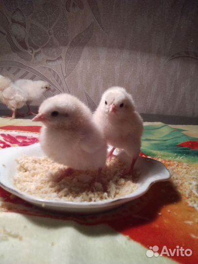 Яйцо инкубационное породы кур Легорн стандарт