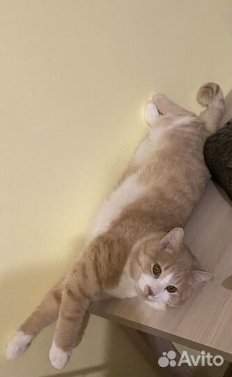 Кот в самые добрые руки