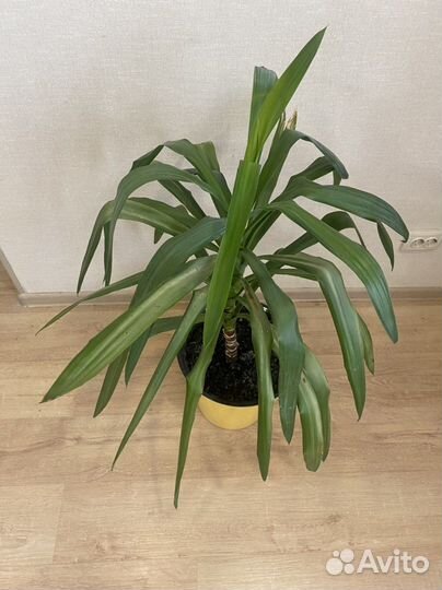 Пальма юкка