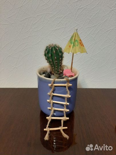 Позитивные композиции из кактусов