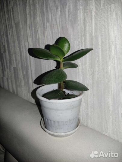Толстянка(денежное дерево)