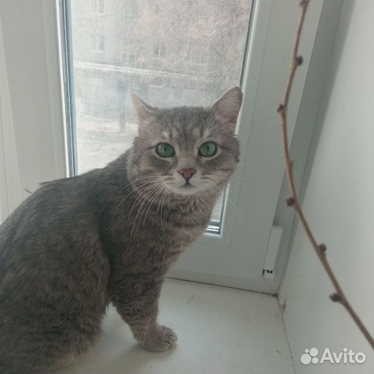 Котик в добрые руки