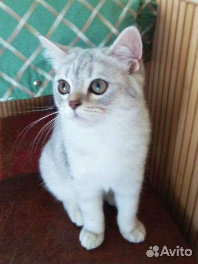 Котята шотландской породы