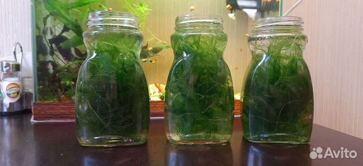 Роголистник