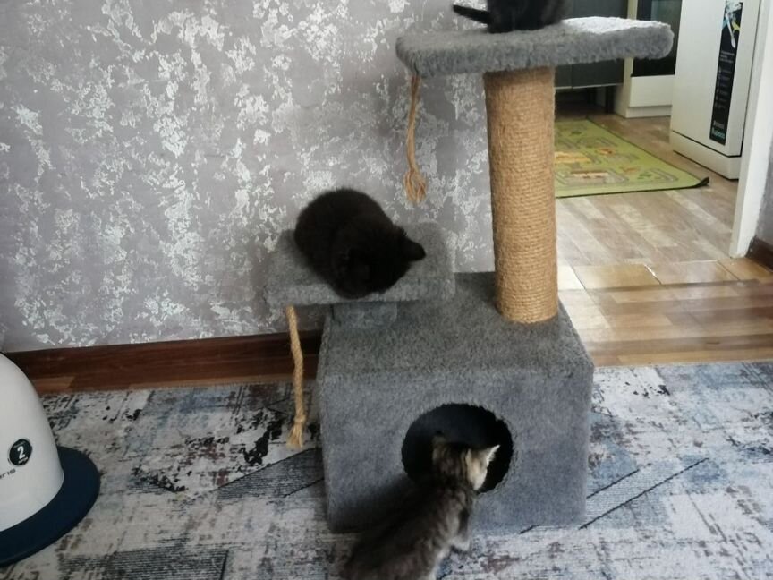 Котята