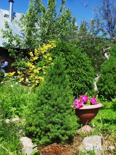 Хвойные растения,Ель Коника