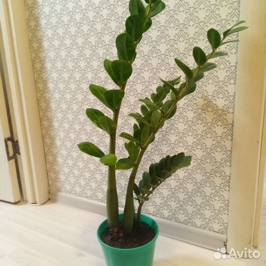 Комнатные цветы