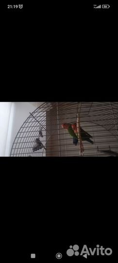 Попугаи неразлучники