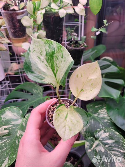 Сциндапсусы,эпипремнумы 2