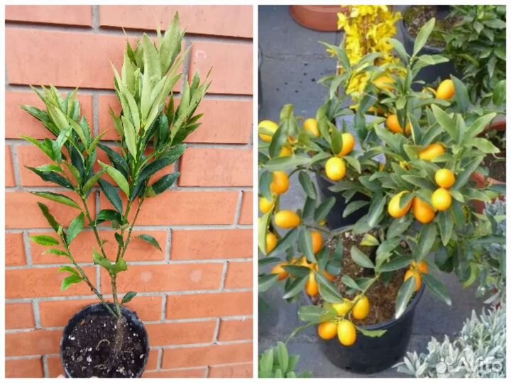 Лимон Мейера, апельсины, мандарины, кумкваты