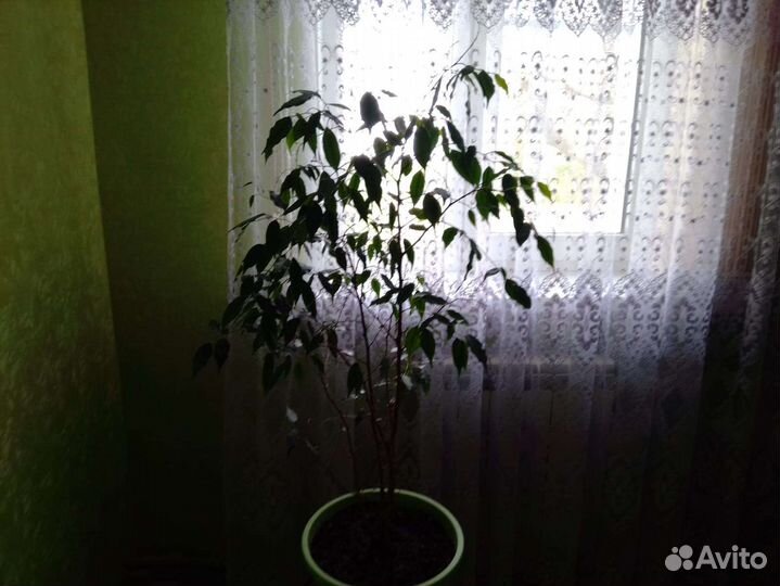 Фикус бенджамина