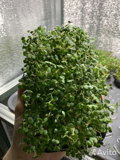 Микрозелень