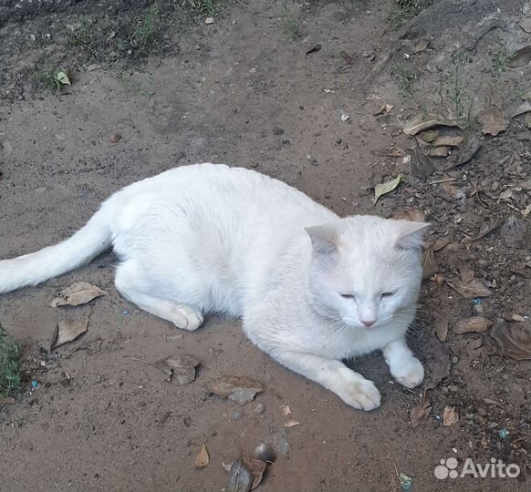 Белый кот один