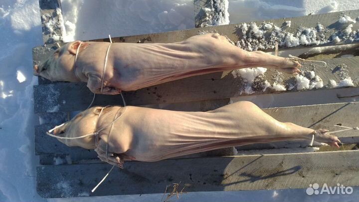 Молочные поросята