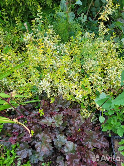 Садовые многолетники