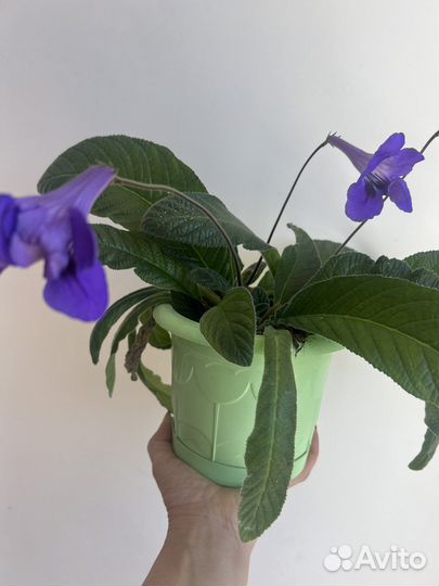 Продам цветы комнатные