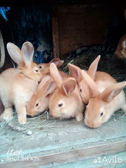 Кролики мясных пород