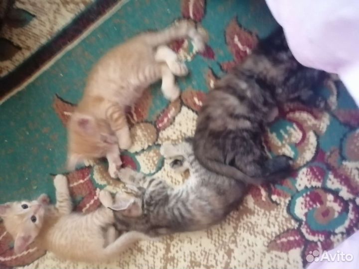 Котята в добрые руки бесплатно