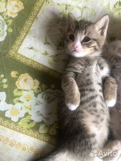 Отдам в добрые руки породистых котят