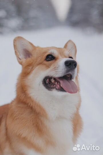 Вельш корги Вязка