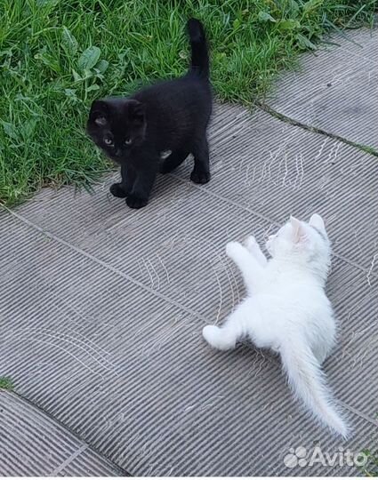 Котята в добрые руки