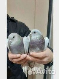 Голуби