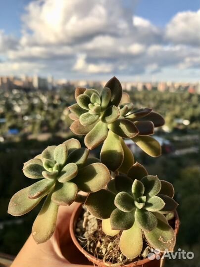 Суккуленты от