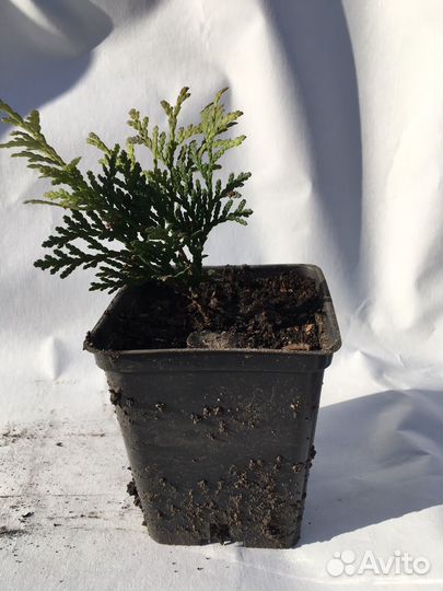 Туя шаровидная даника саженцы