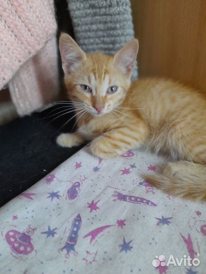 Апельсинка