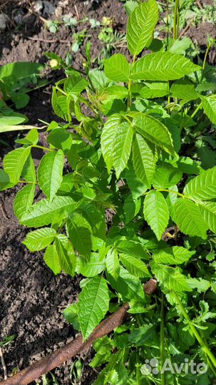 Грецкий орех саженцы