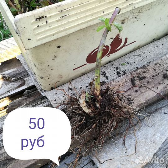 Чёрная малина кумберленд