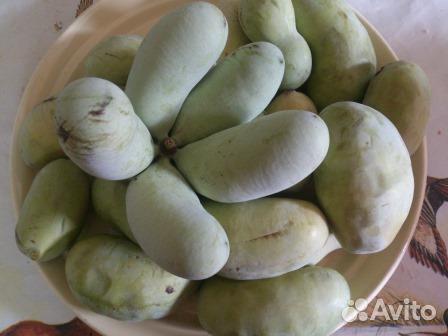 Саженцы Азимина, канупер, Гуаява, стевия гинкго