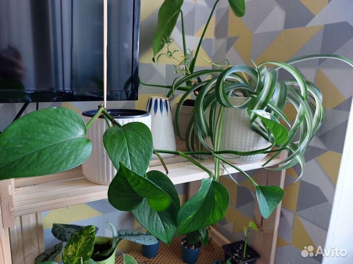 Сциндапсус эпипремнум