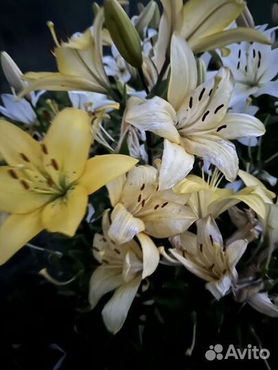 Лилия на рассаду