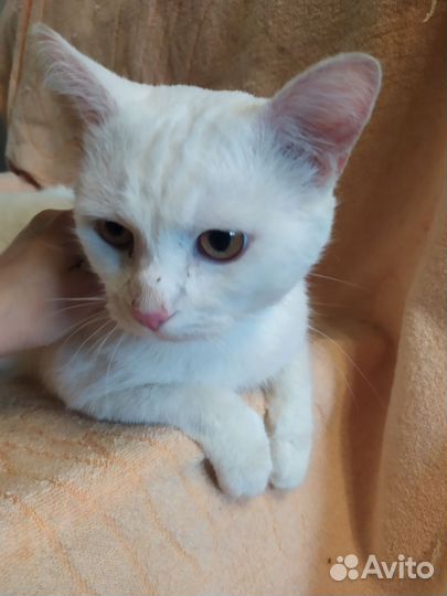 Зефир идеальный кот